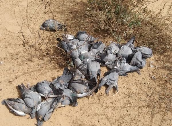 रहस्यमयी मौत के कारण:बीकानेर में एक साथ 300 कबूतरों की मौत का राज खोलने के लिए सैंपल लिए, सोलर प्लांट्स भी कारण हो सकते हैं