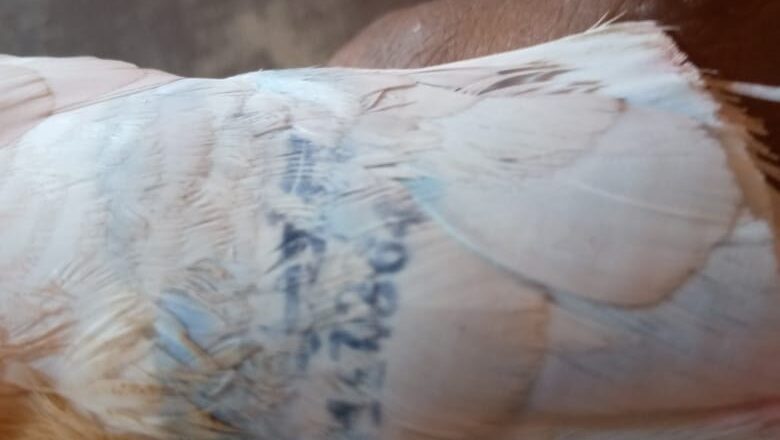 देसली के निकट मिला संदिग्ध कबूतर