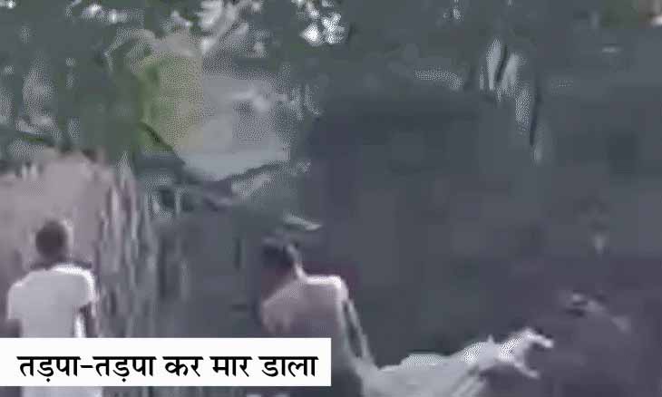 कुत्ते के 3 पैर कुल्हाड़ी से काटे:बकरी का बच्चा गायब हुआ तो चार लोग पड़ोसी के पालतू कुत्ते को उठाकर लाए और जान ले ली