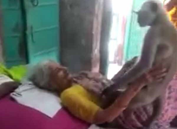 बंदर महिला से गले मिला, सिर सहलाया, चला गया:पलंग पर लेटी बुजुर्ग महिला के पास आकर बैठा रहा बंदर, परिवार ने आम और बिस्किट दिए तो वो भी नहीं खाए, लोगों में तरह-तरह की बातें