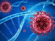 ऑस्ट्रेलियाई वैज्ञानिकों का खुलासा:20 हजार साल पहले भी कोरोना ने मचाई थी तबाही, पूर्वी एशियाई लोगों की DNA जांच में मिले सबूत; वैज्ञानिकों ने बताया, कैसे बेअसर हुआ था वायरस