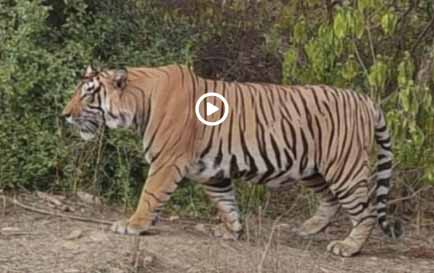 सरिस्का के जंगल का ‘युवराज’:68 दिन बाद सरिस्का टाइगर रिजर्व फॉरेस्ट ओपन, दो दिन में पहुंचे 200 पर्यटकों को दिखा बाघ, सबसे पहले दिल्ली के टूरिस्ट की एंट्री
