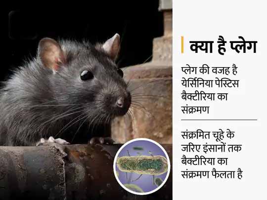 हजारों साल पुरानी बीमारी के लिए वैक्सीन बनी:कोरोना वैक्सीन के मॉडल पर तैयार हुआ प्लेग का टीका, एशिया, अफ्रीका और अमेरिका के गांवों में इसके मामले सबसे ज्यादा