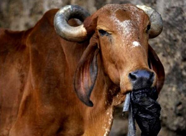 वैज्ञानिकों ने गाय के पेट में जीवाणुओं का ऐसा समूह खोजा जिसमें 3 तरह के प्लास्टिक को पचाने की ताकत; ऑस्ट्रिया के वैज्ञानिकों का दावा