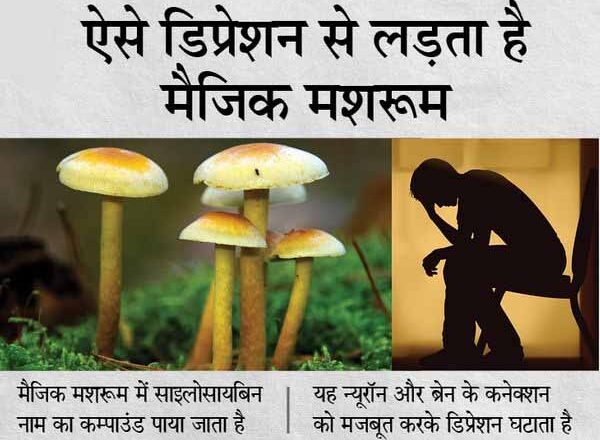 मैजिक मशरूम से हो सकेगा डिप्रेशन का इलाज, इसमें मौजूद दवा का असर एक महीने बाद तक बरकरार रहता है