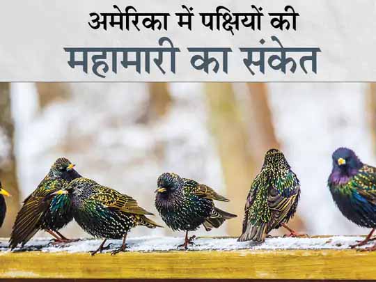 पक्षियों की आंखों की रोशनी छीन रही रहस्यमय बीमारी, दिशा भूलने और थकान के कारण उड़ भी नहीं पा रहे