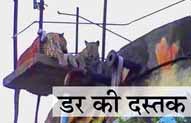 मवेशियों का शिकार कर पानी की टंकी पर चढ़ा जोड़ा, दहशत में आए ग्रामीणों ने भाग कर बचाई जान