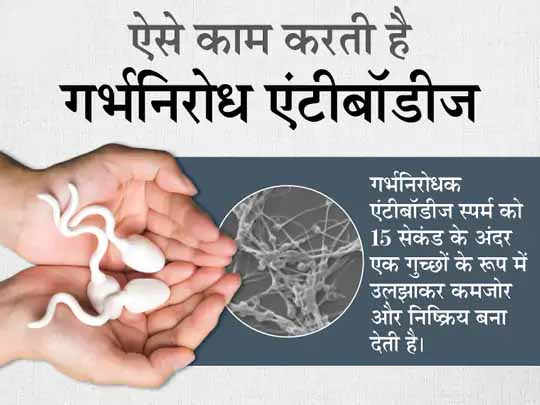 वैज्ञानिकों ने बनाई प्रेग्नेंसी रोकने वाली गर्भनिरोधक एंटीबॉडी, यह स्पर्म को 15 सेकंड में कमजोर करके निष्क्रिय कर देगी