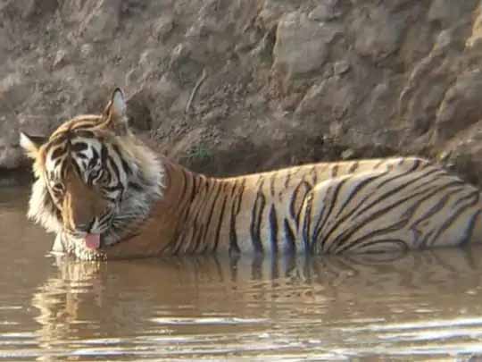 सरिस्का में टाइगर काे बचाने की कहानी:16 साल पहले एक भी बाघ नहीं बचा था, &nbsp;2008 में पहला बाघ शिफ्ट करने के बाद दुनिया में बदली बाघों की दुनिया