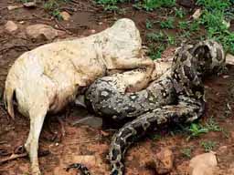 जंगल से गांव में आए 12 फीट के अजगर से फैली दहशत, झपट्टा मार बकरी खा गया; टीम ने पकड़ा तो वापस उगला