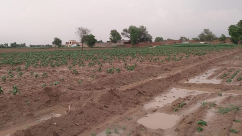 राहत वाली बारिश; फसलें बचेंगी, तापमान गिरा