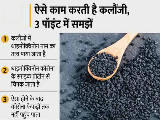ऑस्ट्रेलिया के वैज्ञानिकों का दावा:फेफड़ों में कोरोनावायरस के संक्रमण को फैलने से रोकती है कलौंजी, यह इम्यून सिस्टम को बेकाबू होने से भी रोक सकती है