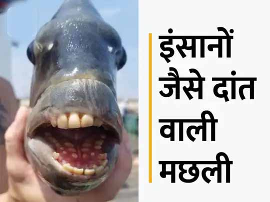 फोटो स्टोरी:नॉर्थ कैरोलिना में मिली इंसानों जैसे दांत वाली मछली, 3 फीट तक लम्बे हो जाते हैं दांत; ये समुद्र में सख्त खोल वाले जीवों को खाने में मदद करते हैं