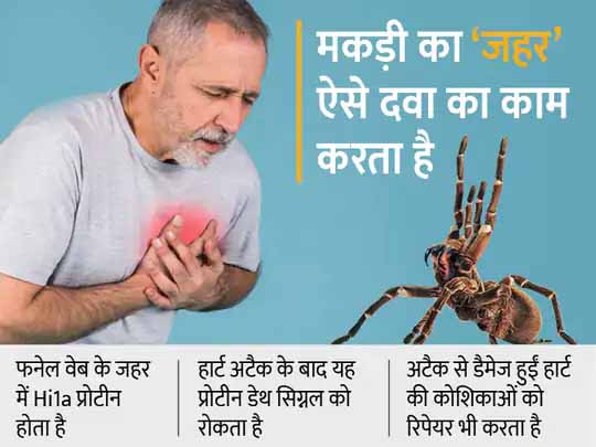 जहर से मिलेगी जिंदगी:मकड़ी के जहर से होगा हार्ट अटैक का इलाज, इसमें मौजूद खास प्रोटीन डैमेज हुई कोशिकाओं को रिपेयर करता है