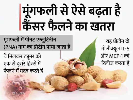 कैंसर के मरीजों को अलर्ट करने वाली खबर:मूंगफली ज्यादा खाने से पूरे शरीर में कैंसर फैलने का खतरा बढ़ता है, एक दिन में 28 ग्राम से ज्यादा मूंगफली खाना ठीक नहीं
