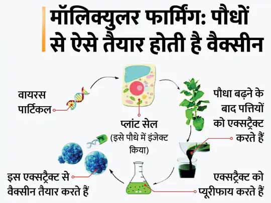 वैक्सीन बनाने का नया तरीका मॉलिक्युलर फार्मिंग:पौधे से बनाई कोविड-19 की वैक्सीन CoVLP; वैज्ञानिकों का दावा- इस तकनीक से तैयार टीके की कीमत बेहद कम होगी