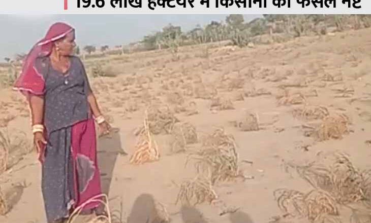 अकाल की कगार पर पश्चिमी राजस्थान:30.6 लाख हेक्टेयर में से 11 लाख हेक्टेयर फसलें बचीं, बाकी सब जल गईं; जोधपुर में ही 2 हजार करोड़ का नुकसान