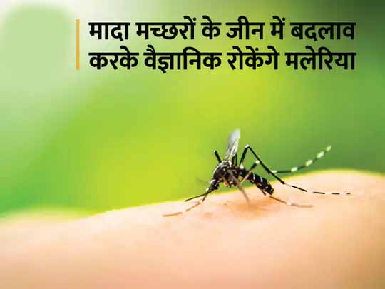 मलेरिया रोकने के लिए नया प्रयोग:मलेरिया फैलाने वाली मादा मच्छर को बांझ बनाकर दुनियाभर में इस बीमारी को रोकेंगे वैज्ञानिक, रिसर्च के दौरान 560 दिन में घटी मच्छरों की संख्या