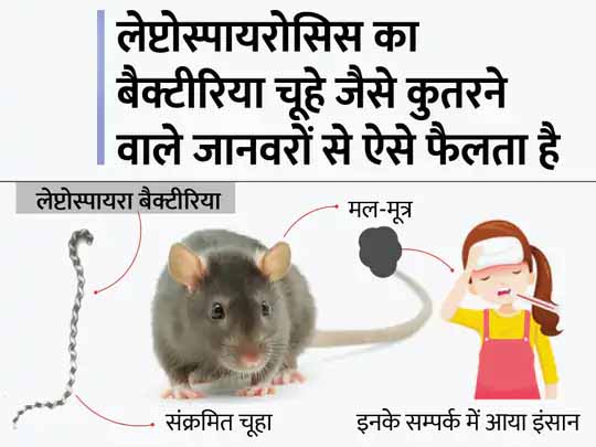 मानसून में लेप्टोस्पायरोसिस का खतरा:बाढ़ और जलभराव वाले इलाके में फैलता है लेप्टोस्पायरोसिस का बैक्टीरिया, इसके लक्षण भी फ्लू जैसे इसलिए गंदे पानी में न जाएं