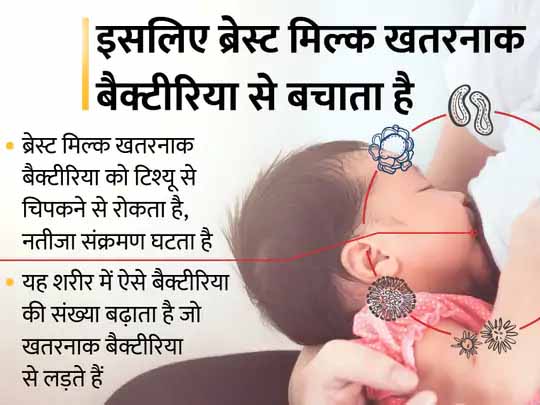 दवा से कम नहीं, मां का दूध:ब्रेस्ट मिल्क से सुपरबग को दे सकते हैं मात, जो बैक्टीरिया एंटीबायोटिक्स से नहीं खत्म होते उसे मां के दूध से खत्म किया जा सकता है