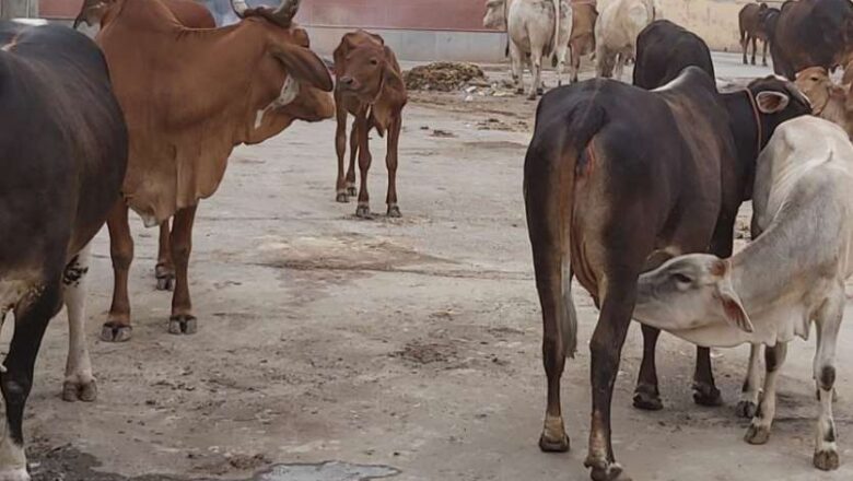 गौशालाओं में नहीं ठौर, सडक़ों पर घूम रहे बेसहारा पशु