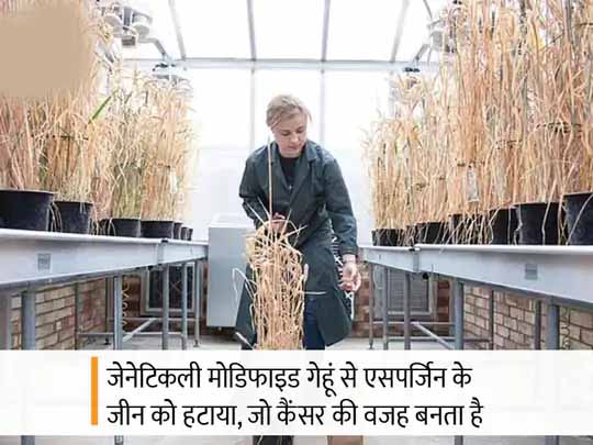 कैंसर का खतरा घटाने की कोशिश:वैज्ञानिकों ने जेनेटिकली मोडिफाइड गेहूं की खास प्रजाति विकसित की, इसमें से वो तत्व हटाया जो कैंसर की वजह बन सकता है