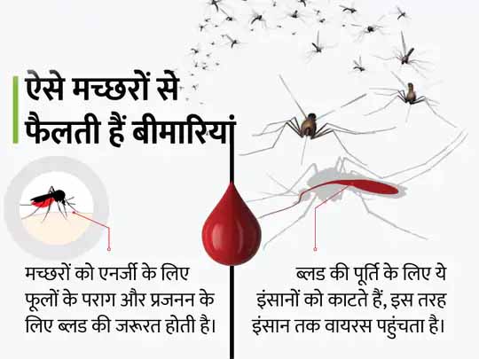 मच्छर से बीमारियों रोकने की कोशिश:मच्छरों की इम्यूनिटी बढ़ाकर जीका-डेंगू जैसी बीमारी रोकेंगे वैज्ञानिक, कहा; मच्छर को शुगर देने पर इन्हें वायरस संक्रमित नहीं कर सकेगा और बीमारियां नहीं फैलेंगी