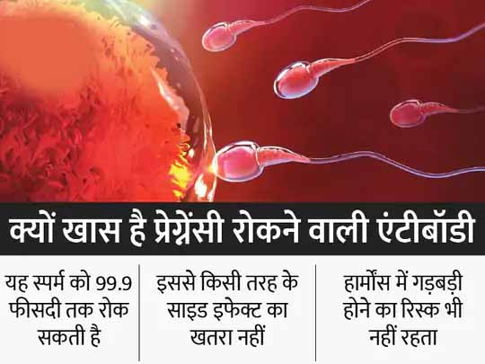 गर्भनिरोधक दवा का नया विकल्प:अमेरिकी वैज्ञानिकों ने प्रेग्नेंसी रोकने वाली एंटीबॉडीज बनाईं, यह स्पर्म को 99% तक ब्लॉक करती हैं; गर्भनिरोधक दवाओं के साइड इफेक्ट का खतरा घटेगा
