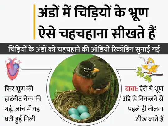 दुनिया में आने से पहले बोलने की सीख:चिड़ियों को जन्म से पहले ही पेरेंट्स से मिलती है चहचहाने की ट्रेनिंग, अंडे के अंदर रहते हुए भ्रूण बोलना सीखते हैं ; ऑस्ट्रेलिया के शोधकर्ताओं की रिसर्च