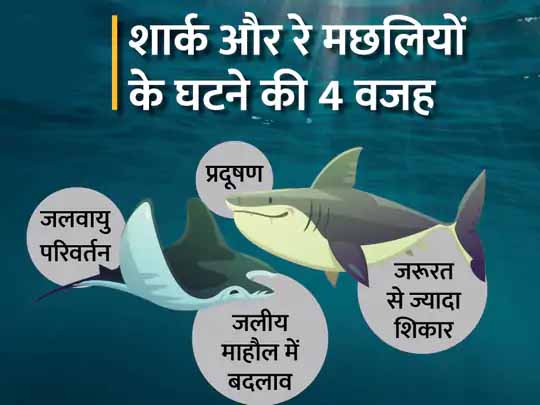 समुद्र तक जलवायु परिवर्तन का असर:40 फीसदी तक शार्क और रे मछली विलुप्ति की कगार पर, वजह; जलवायु परिवर्तन और मछलियों का अधिक शिकार, 8 साल में खतरा दोगुना हुआ