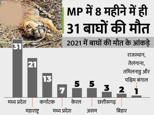 बाघों की मौत के मामले में MP पहले नंबर पर:टाइगर स्टेट मध्यप्रदेश में 6 सालों में 170 बाघों की मौत, कुछ का शिकार हुआ तो कुछ अपनी मौत मरे