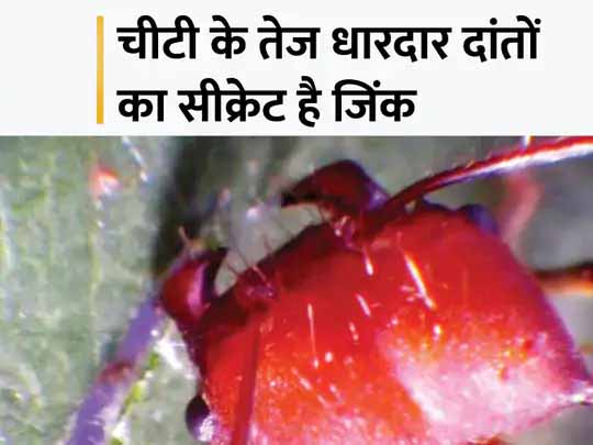 चीटियों के काटने पर क्यों होता है दर्द:चीटियों के सख्त और धारदार औजार जैसे दांतों की वजह है जिंक, दांतों पर इसकी लेयर इसे और खतरनाक बनाती है; अमेरिकी शोधकर्ताओं का दावा