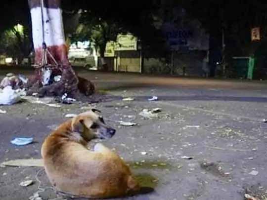 कर्नाटक में बेजुबानों से हैवानियत:शिवमोगा में जिंदा दफनाए गए 100 से ज्यादा कुत्ते, कुछ को जहर देने की भी आशंका; ग्राम पंचायत सदस्यों पर शक