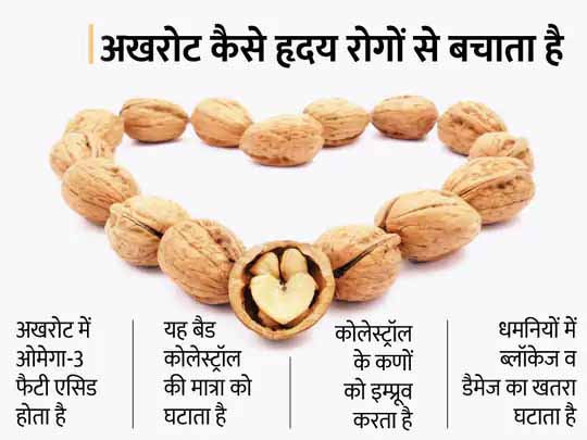 अखरोट का दिल से कनेक्शन:रोजाना आधा कप अखरोट हृदय रोग का खतरा घटाता है और 8.5% तक कोलेस्ट्रॉल का स्तर कम करता है, जानिए यह क्यों है जरूरी