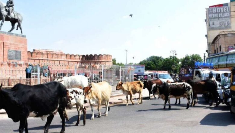 140 बीघा में निगम की गौशाला, 15 हजार पशुओं की क्षमता, एक साल से एक भी पशु नहीं