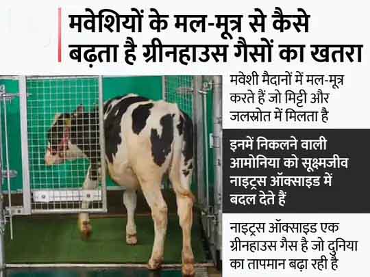 ग्रीन हाउस गैस रोकने के लिए प्रयोग:गायों को इंसानों की तरह टॉयलेट का इस्तेमाल करना सिखाया, जर्मन वैज्ञानिकों दावा; इससे ग्रीनहाउस गैस के उत्सर्जन को कंट्रोल कर सकेंगे