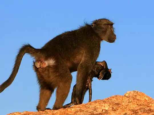 बच्चे को खोने के बाद जानवर भी टूट जाते हैं:बच्चे की मौत के बाद दुखी बंदरिया उसे कलेजे से लगाकर महीनों भटकती रहती है, इस गम से उबरने में महीनों लग जाते हैं