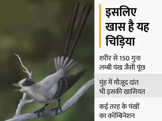 जीवाश्म से नई चिड़िया की खोज:12 करोड़ साल पहले मोर की तरह दिखने वाली चिड़िया अब खोजी गई, यह शरीर से 150 गुना लम्बी पूंछ से नर चिड़िया को रिझाती थी
