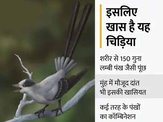 जीवाश्म से नई चिड़िया की खोज:12 करोड़ साल पहले मोर की तरह दिखने वाली चिड़िया अब खोजी गई, यह शरीर से 150 गुना लम्बी पूंछ से नर चिड़िया को रिझाती थी