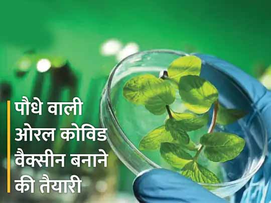 इंजेक्शन का डर खत्म करने की कोशिश:पौधा खाते ही शरीर में पहुंचेगी कोरोना की वैक्सीन, अमेरिकी वैज्ञानिक डेवलप कर रहे है ऐसा प्लांट