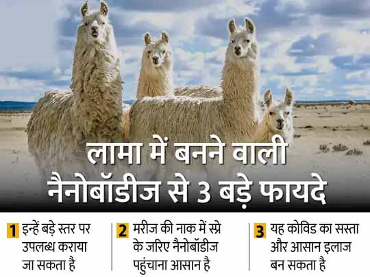 अमेरिकी ऊंट ‘लामा’ से कोरोना को मात देने की तैयारी:लामा के शरीर में बनने वाली नैनोबॉडीज कोरोना पीड़ित की नाक में स्प्रे करके वायरस को मात देंगे वैज्ञानिक, ये अल्फा-बीटा वैरिएंट्स पर भी असरदार