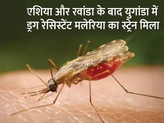 मलेरिया का ऐसा मामला भी:अफ्रीका में ड्रग रेसिस्टेंट मलेरिया के मामले सामने आए, मरीजों पर इसकी सबसे कारगर दवा बेसअर साबित हो रही; जानिए इसके क्या मायने हैं