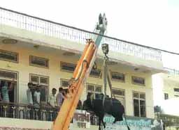 200 किलो वजनी सांड को बालकनी से उतारा, बारिश से बचने के लिए मार्केट की बालकनी पर चढ़ा था; पहले बेहोश किया फिर उतारा, रेस्क्यू में लगे 4 घंटे