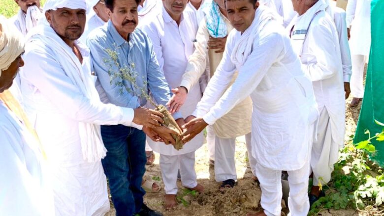 प्रकृति प्रेमी रामरिद्ध भादू की स्मृति में पौधे लगाये