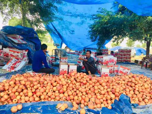 रेगिस्तान में अनार की खेती से करोड़ों की कमाई