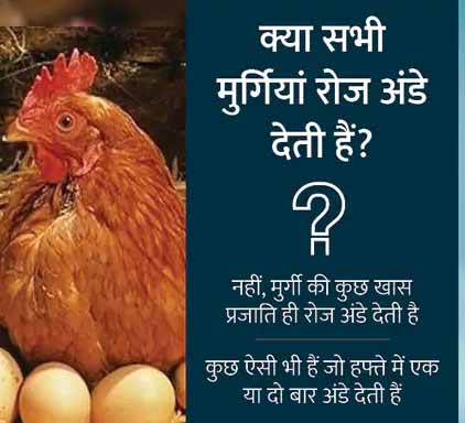 कच्चे नहीं, पके अंडे में होता है ज्यादा प्रोटीन