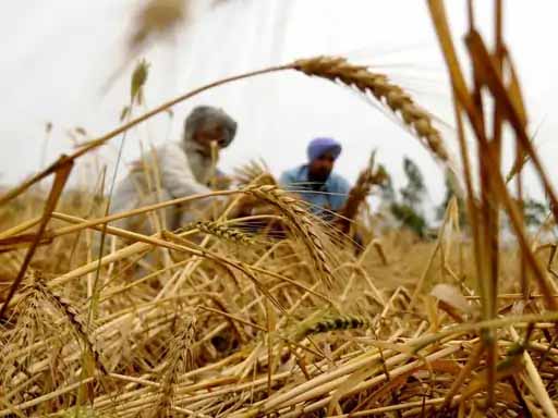 इकोनॉमिक ग्रोथ को सितंबर में भी मिला एग्री सेक्टर का सपोर्ट