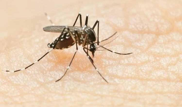 कमजोरी और थकान लगे पर बुखार न आए तो भी हो सकता है डेंगू
