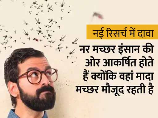 10 मीटर दूर से इंसानों को ढूंढ लेते हैं नर मच्छर