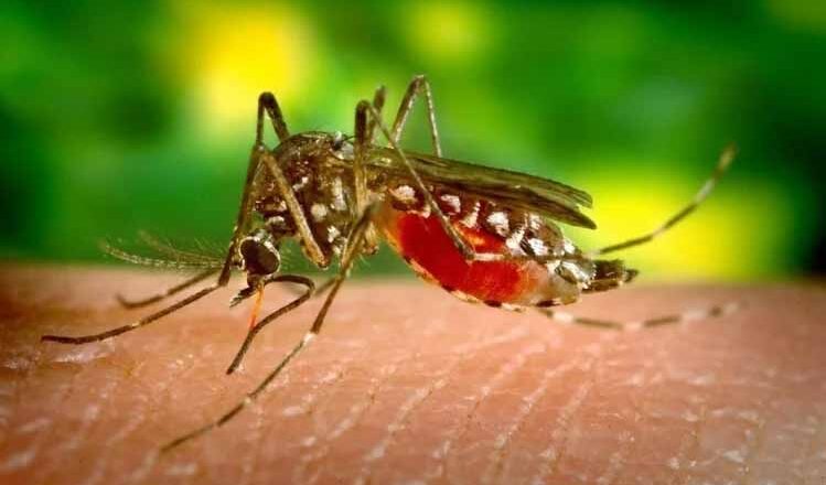 इन दो प्रकार के डेंगू ने बढ़ाई मुश्किलें